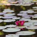 Bed & Breakfast Eco-resort Parco Botanico Fiorlago 4*