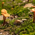 Nocleg ze śniadaniem Eco-resort Parco Botanico Fiorlago