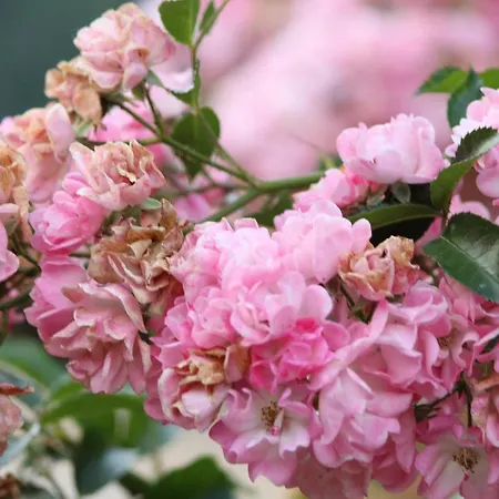 Eco-resort Parco Botanico Fiorlago Nocleg ze śniadaniem 3*