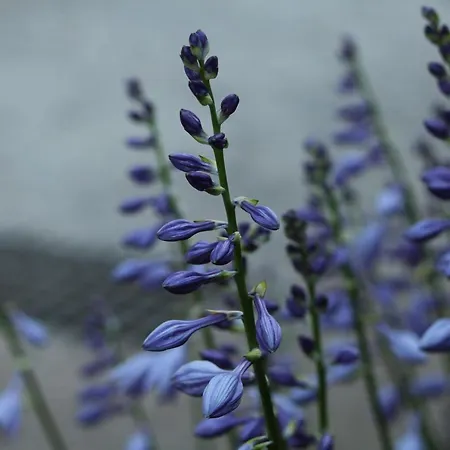 Eco-resort Parco Botanico Fiorlago Nocleg ze śniadaniem 3*