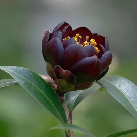 Eco-resort Parco Botanico Fiorlago Bed & Breakfast