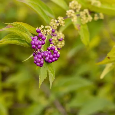 Eco-resort Parco Botanico Fiorlago Nocleg ze śniadaniem 3*