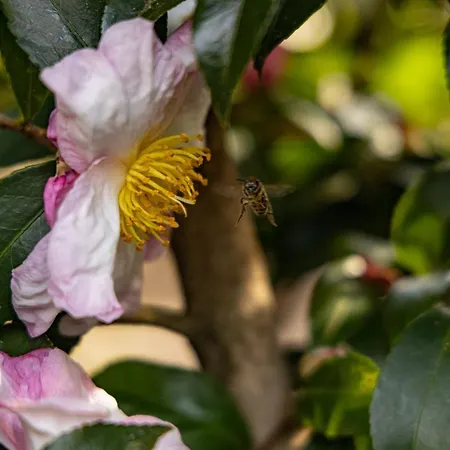 Eco-resort Parco Botanico Fiorlago Mergozzo