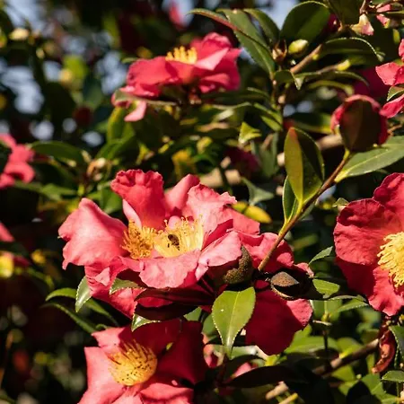 Eco-resort Parco Botanico Fiorlago Nocleg ze śniadaniem 3*