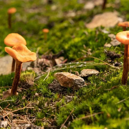 Nocleg ze śniadaniem Eco-resort Parco Botanico Fiorlago