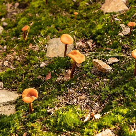 Nocleg ze śniadaniem Eco-resort Parco Botanico Fiorlago