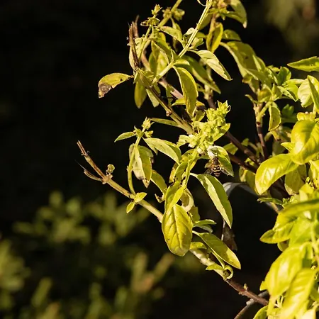 Nocleg ze śniadaniem Eco-resort Parco Botanico Fiorlago 3*