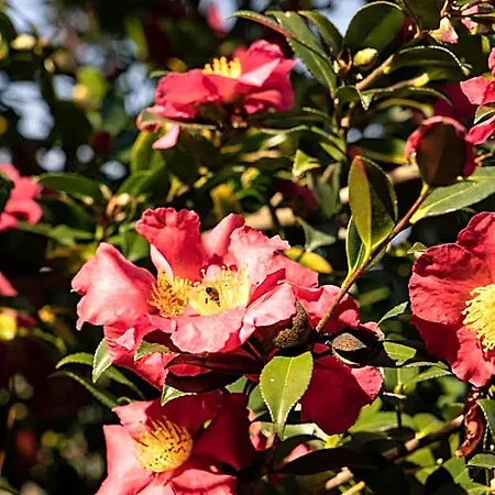 לינה וארוחת בוקר Eco-resort Parco Botanico Fiorlago מרגוצו
