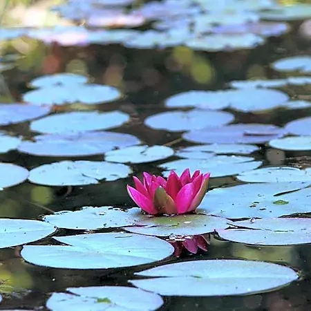 Bed and Breakfast Eco-resort Parco Botanico Fiorlago 4*